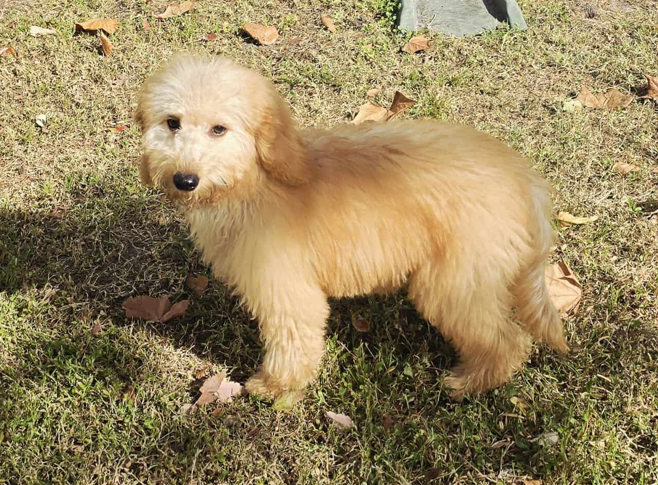 Goldendoodle Puppy image 7