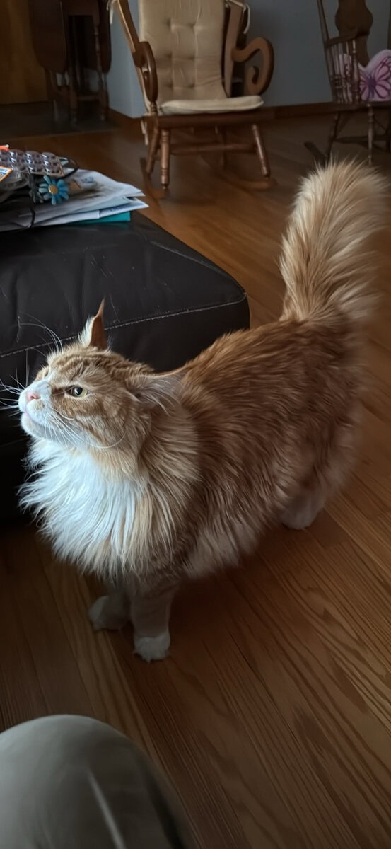 Maine coon image 2