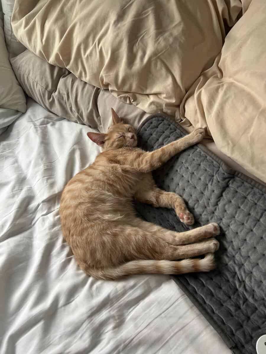 Two 5 month old adorable cats need a home image 2