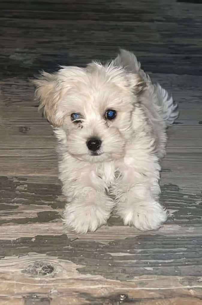 Shitzu & Mini french poodle mixed puppy image 1