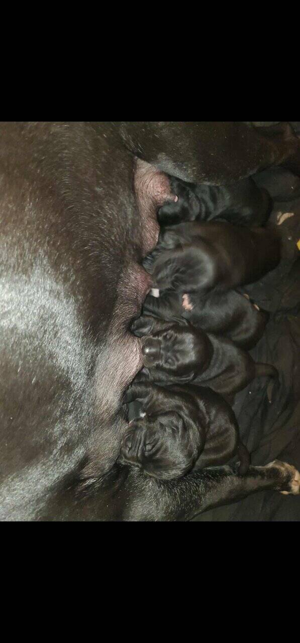 Great Dane Puppies image 1