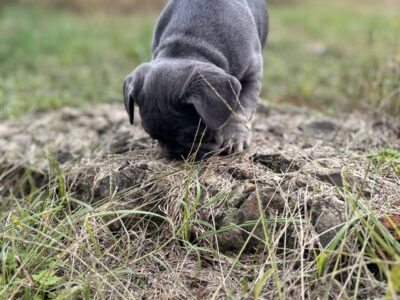Akc French Bulldog (best pricing !)