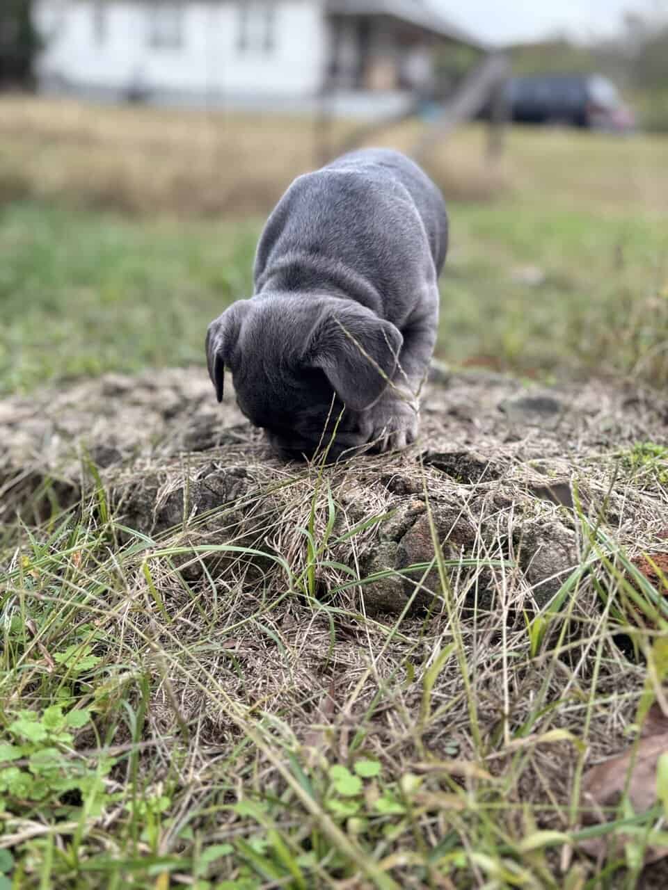 Akc French Bulldog (best pricing !) image 1