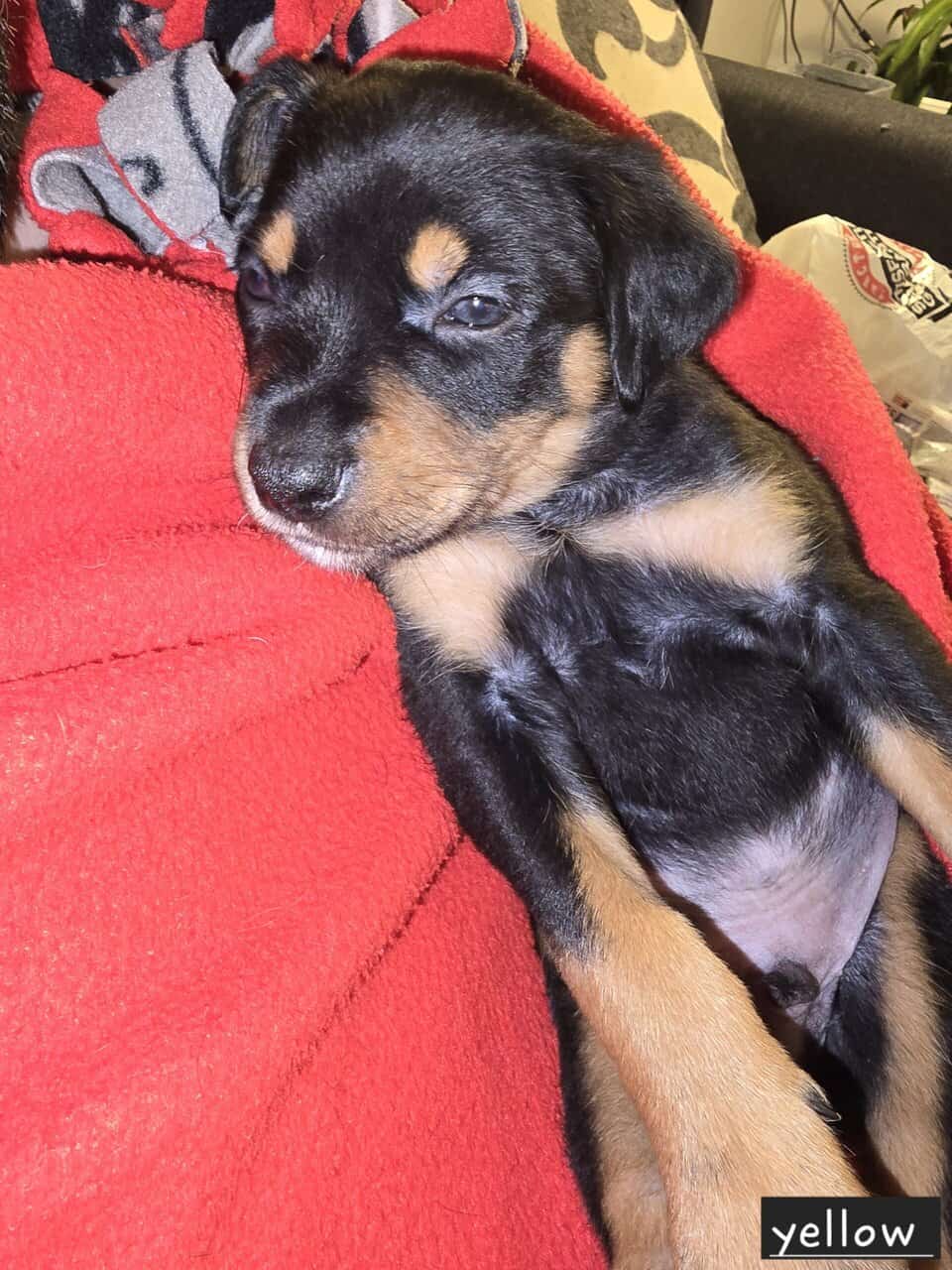 Borderweiler puppies available 11/21 image 5