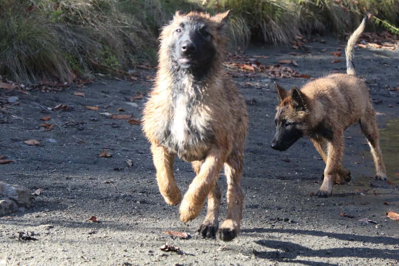 "Alligator" Male Belgian Tervuren Puppy image 1