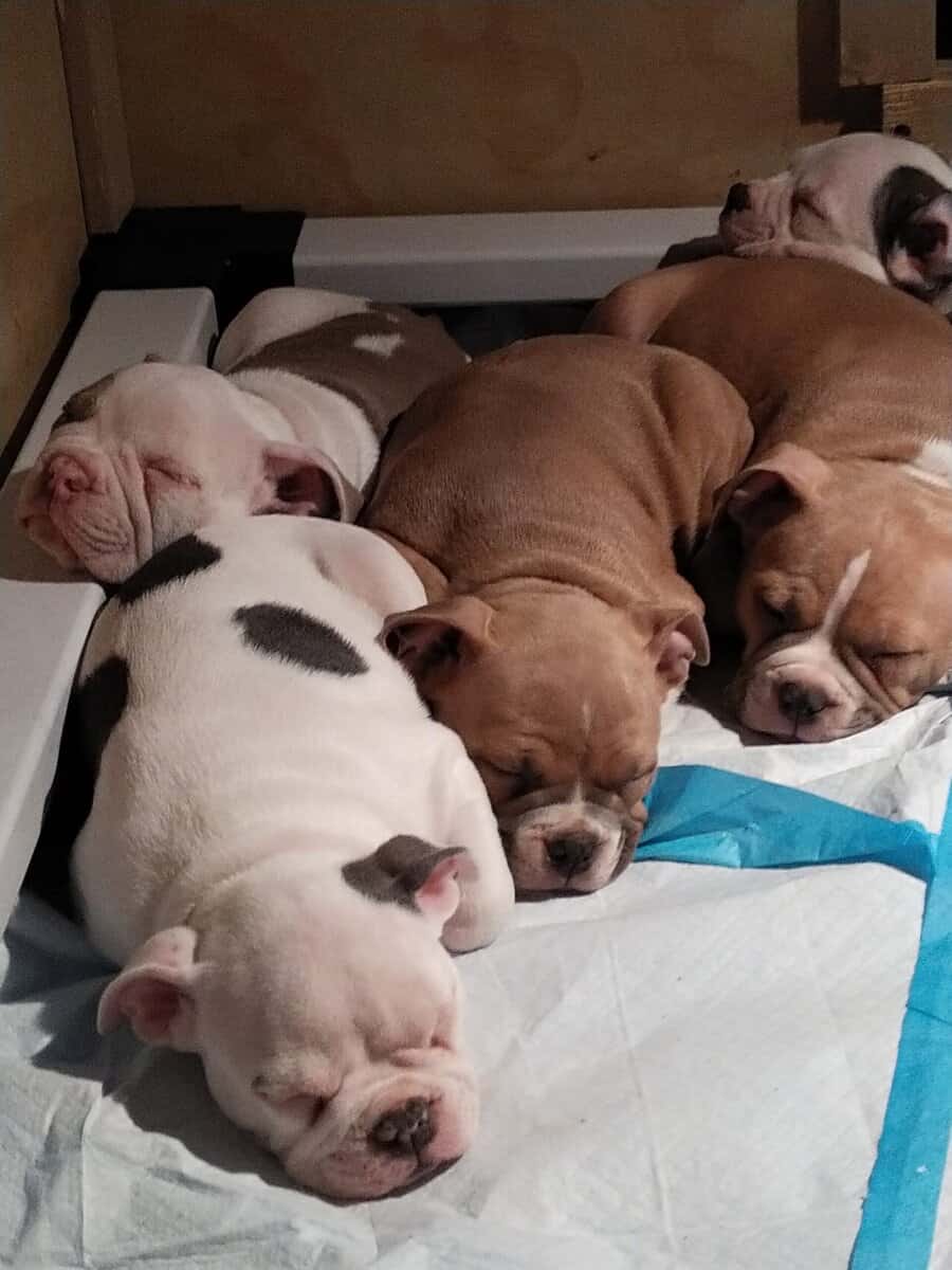 Pocket Bully Puppies • Exotic Colors • Registered image 6