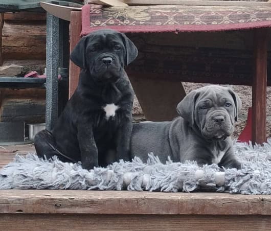 Cane Corso puppies available image 1