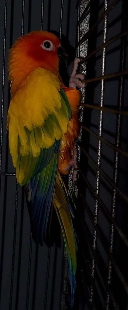 Sun conure image 3