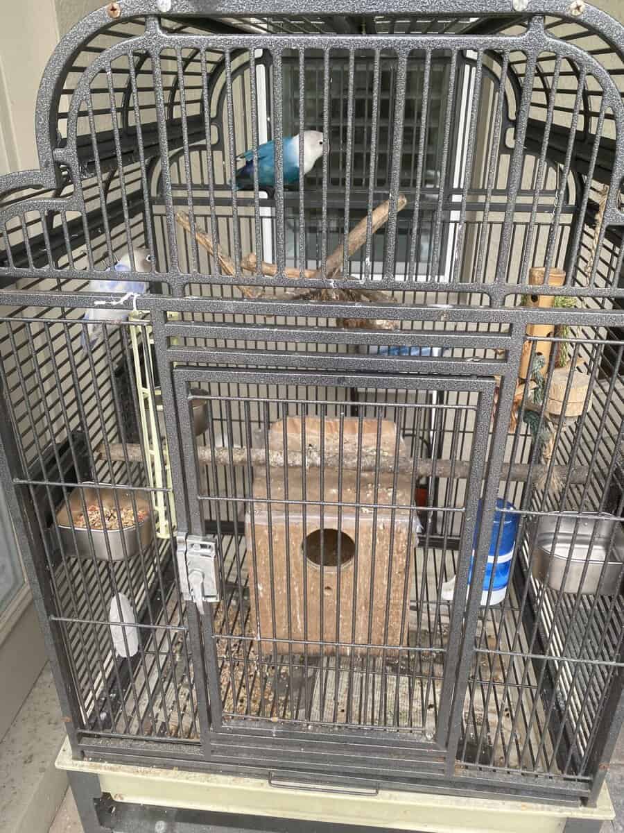 Young Male & Female Love Birds for Sale. image 3
