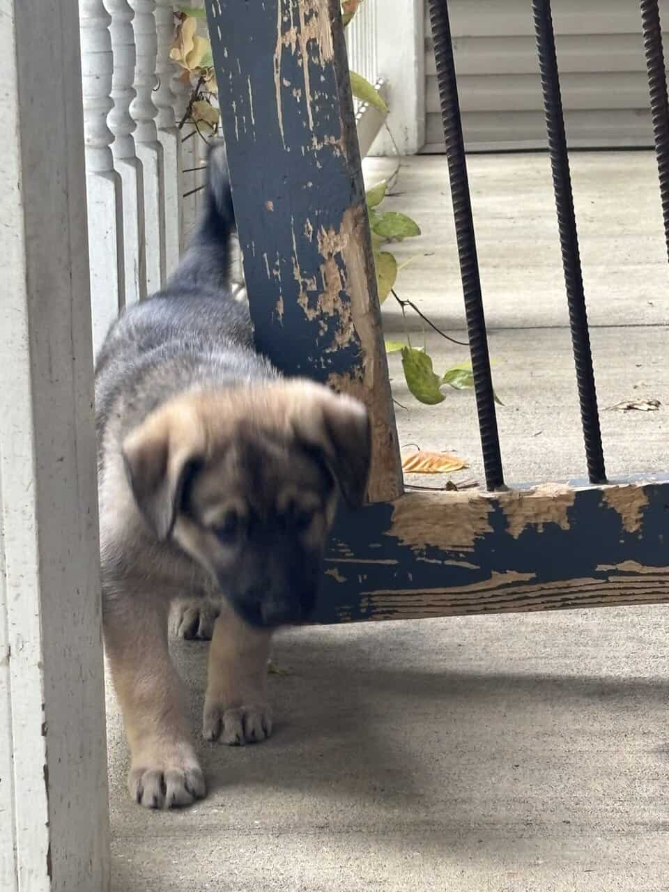 German Shepherd Rottweiler Great Pyrenees Pups 8w image 4