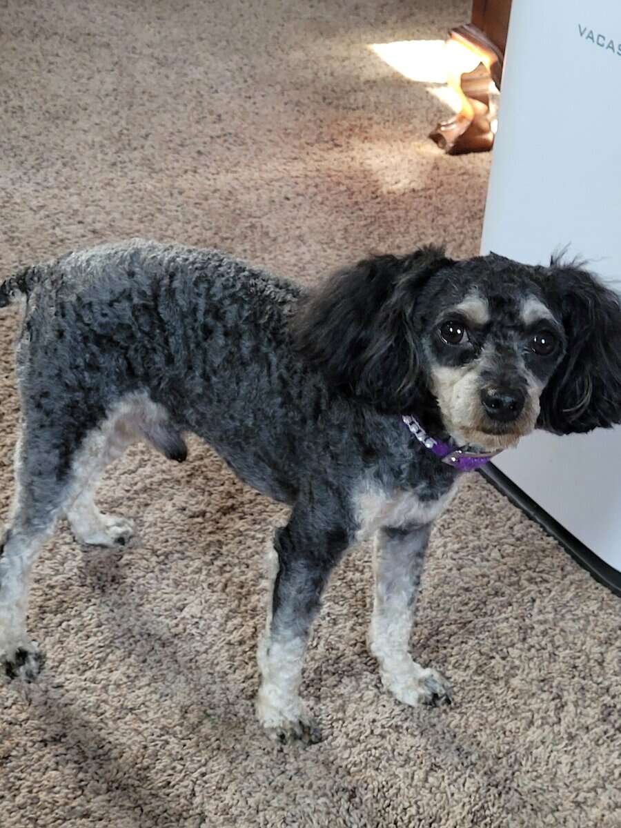 Registered Phantom Toy Poodle image 3