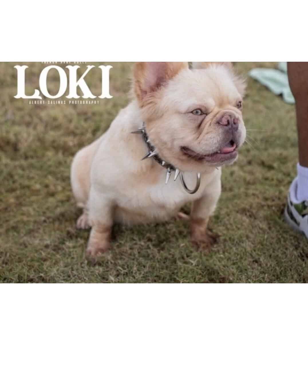 AKC Choc Rojo Frenchie image 5