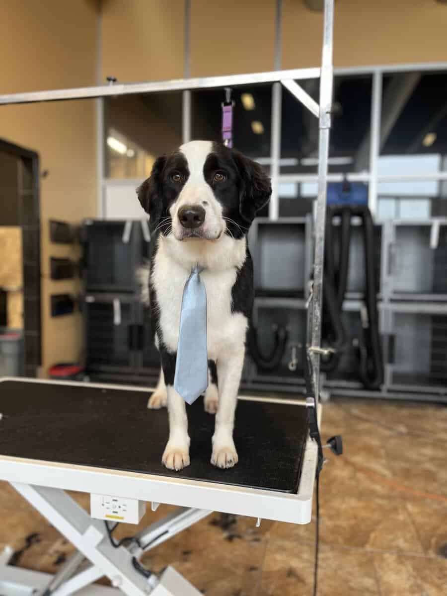 Aussiedoodle - Buck! image 1