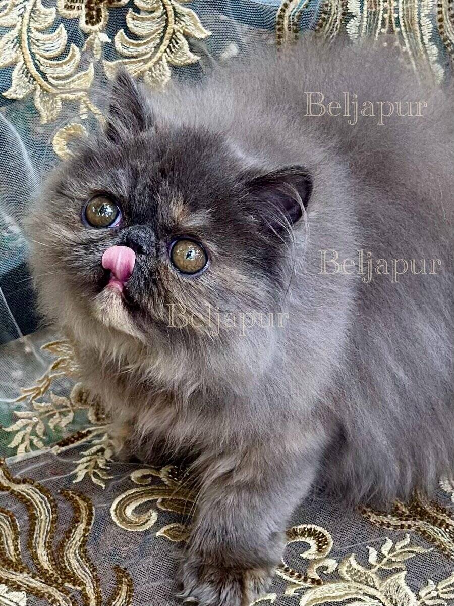 Blue & cream Persian female kitten image 2