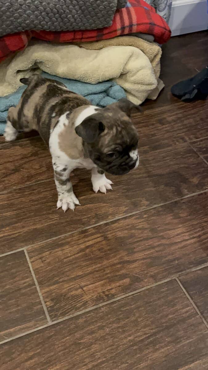 Frenchton image 1