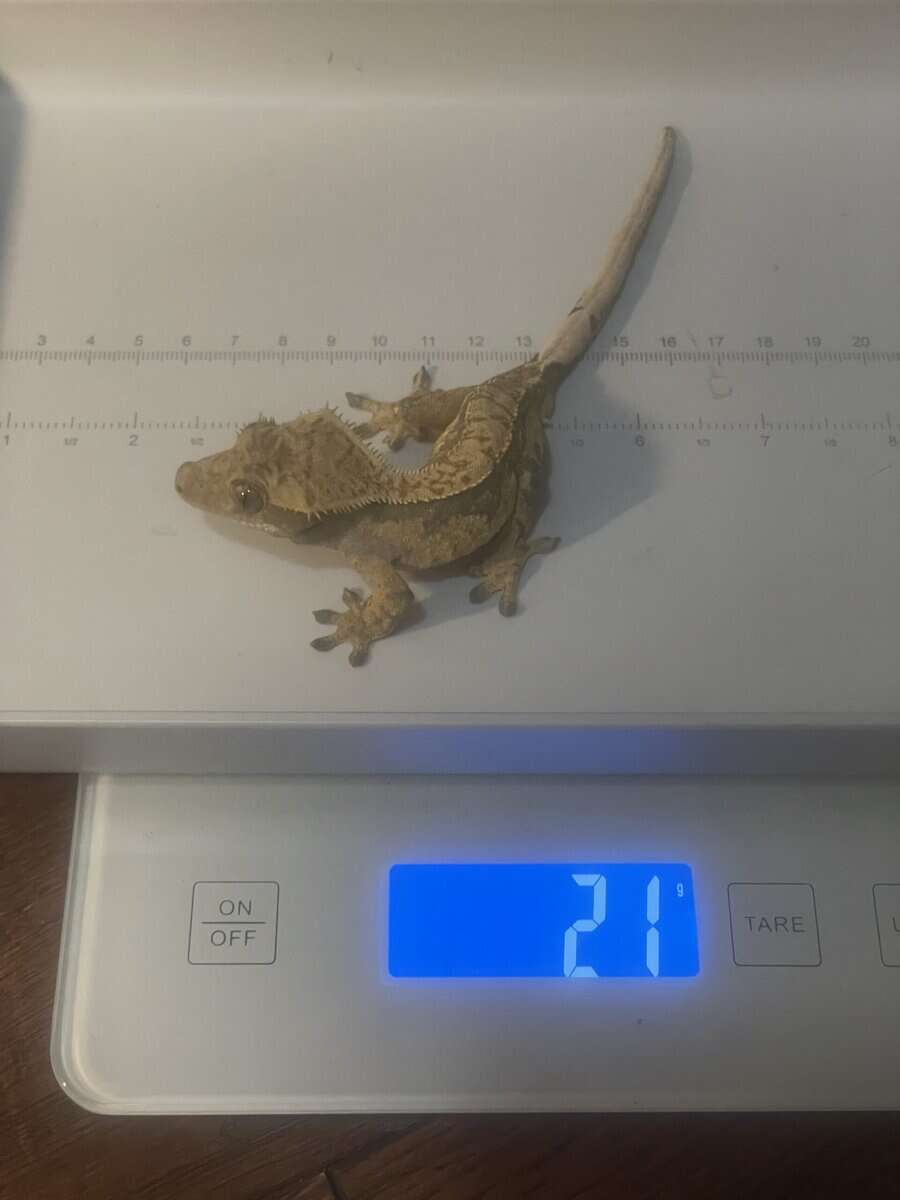 Crested Gecko male 21g image 6