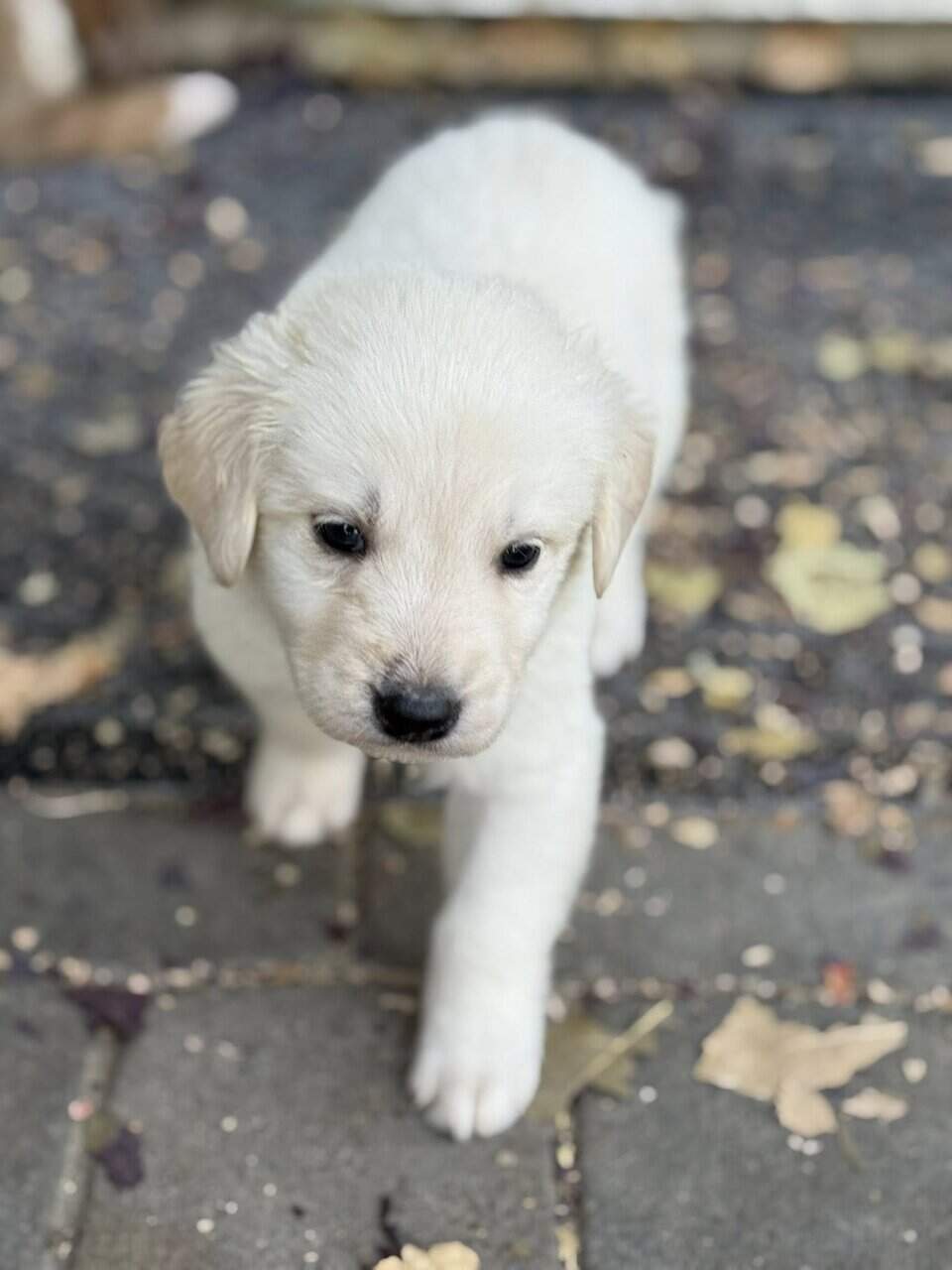 Great Pyrenees × Australian Shepherd × Lab Puppies image 1