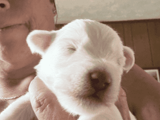 CHRISTMAS PUPPIES AVAILABLE DEC.