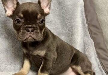 Female tri French Bulldog