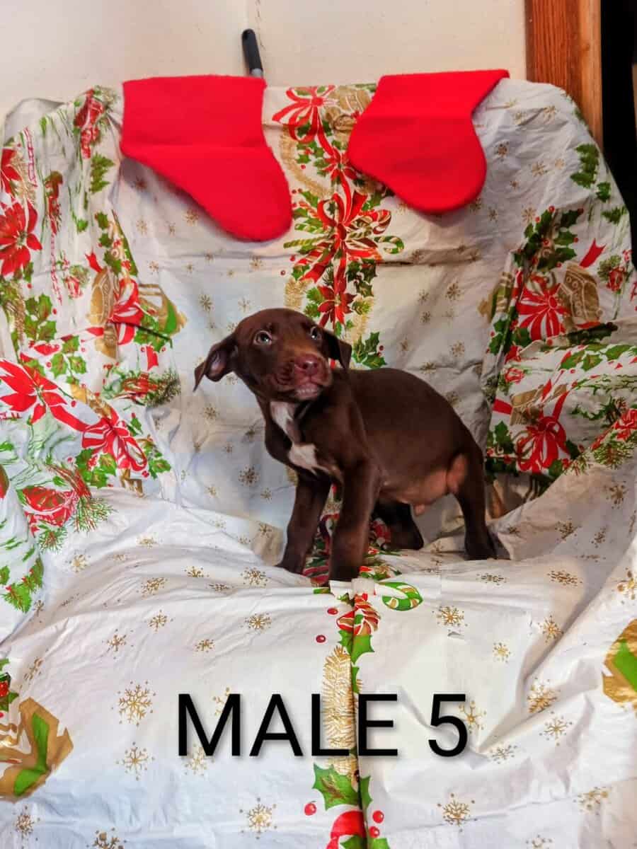 Doberman/staffordshire terrior image 8