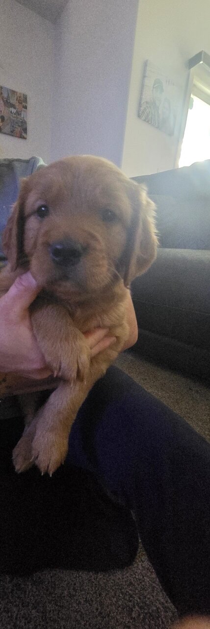 Golden Retriever puppies for sale image 5