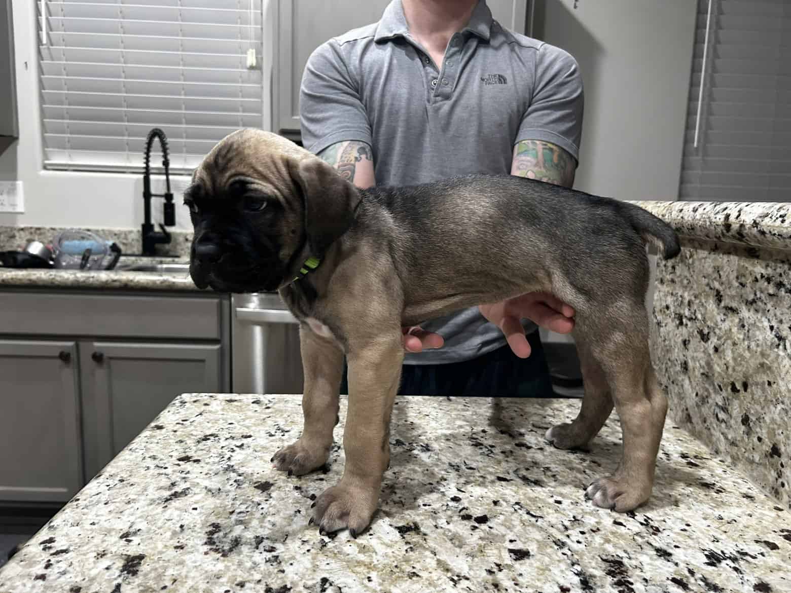 CCC's Kennel Cane Corso Puppies image 4