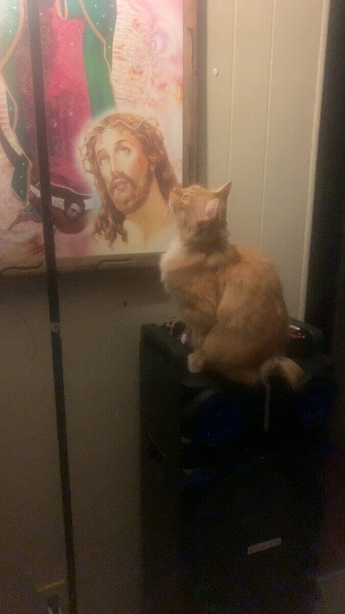 Domestic Longhair image 8