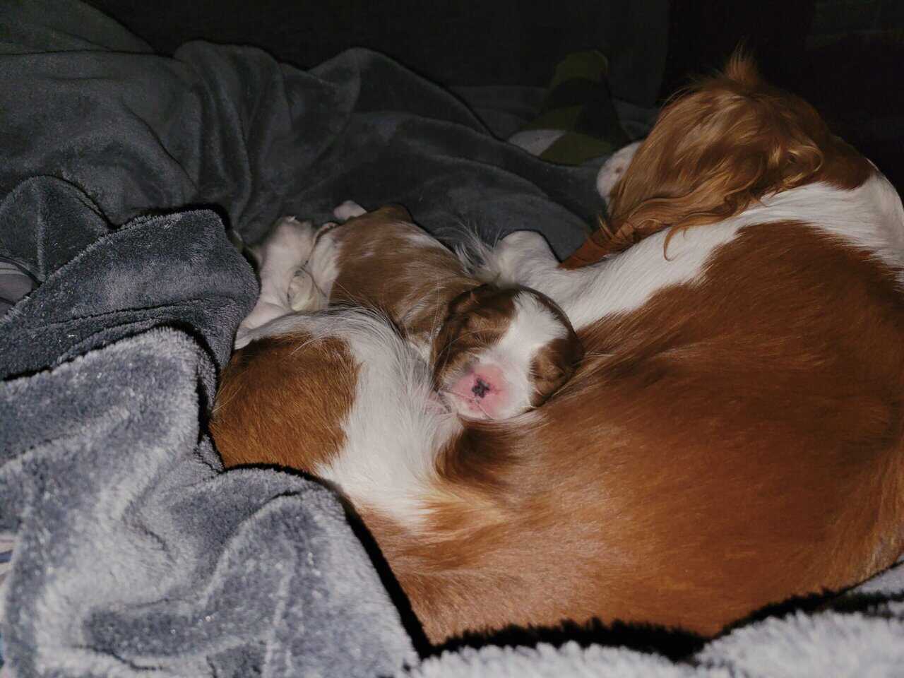 Christmas Cavalier King Charles Spaniel! image 3
