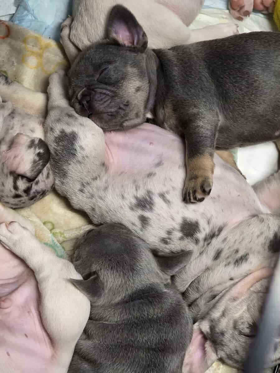 Akc frenchies image 6