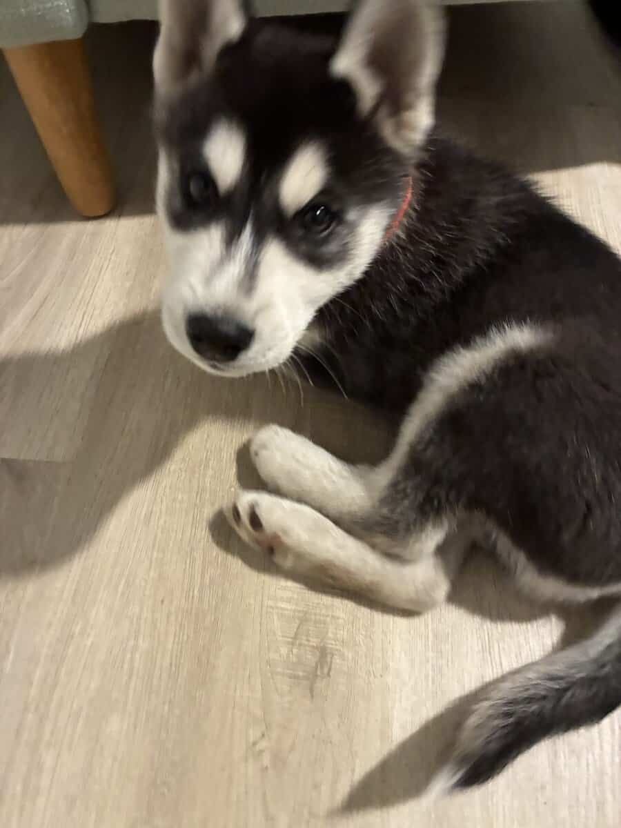 2 Full Breed Husky pups image 4
