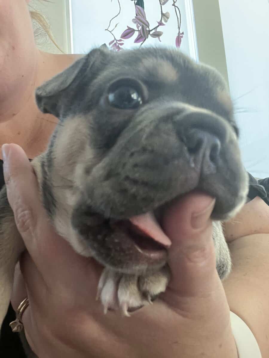 French Bulldog Puppies image 7