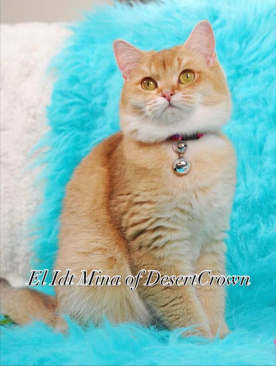 Bicolor Fawn British shorthair male image 10