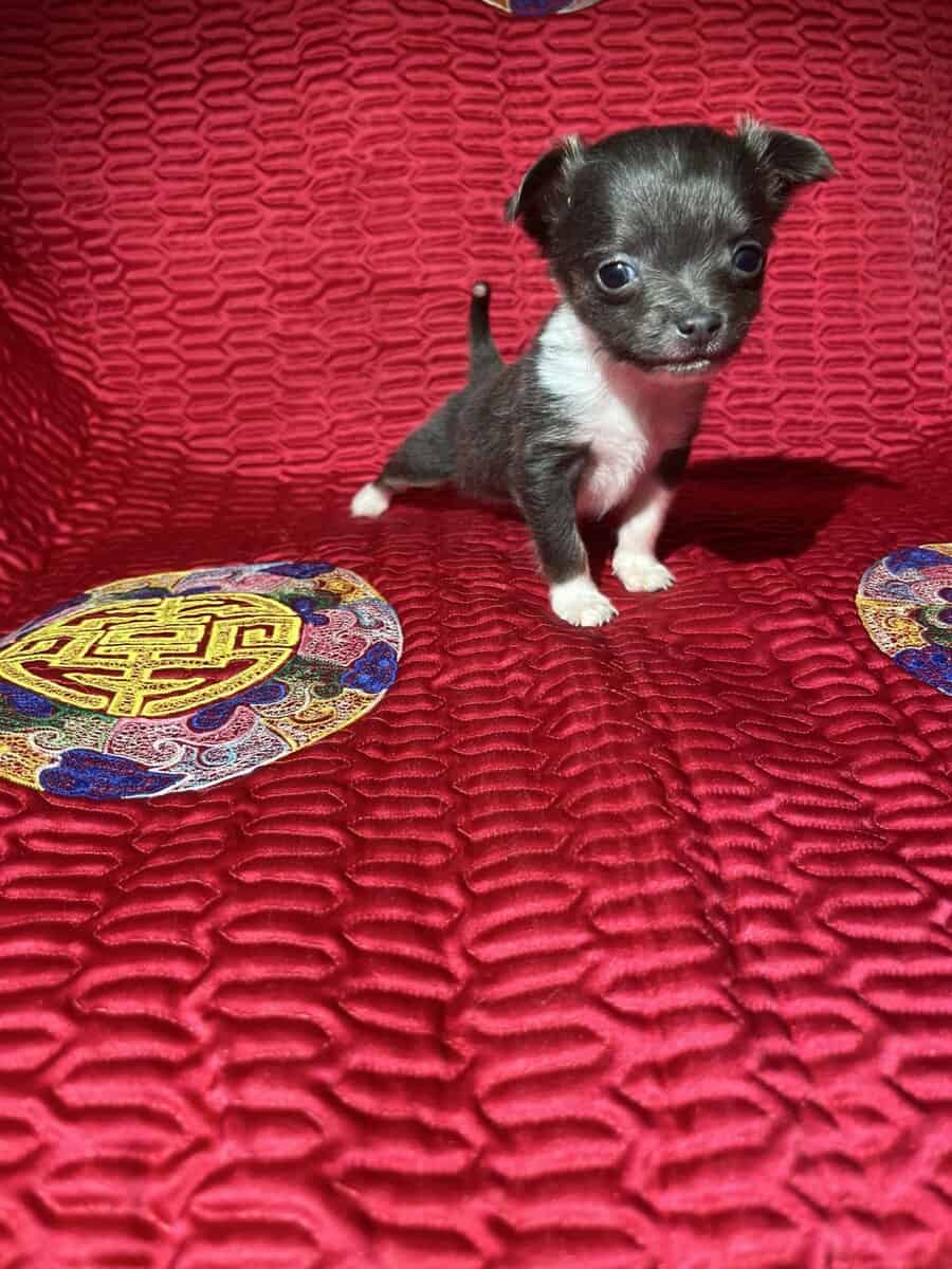 Chihuahua Puppies image 7