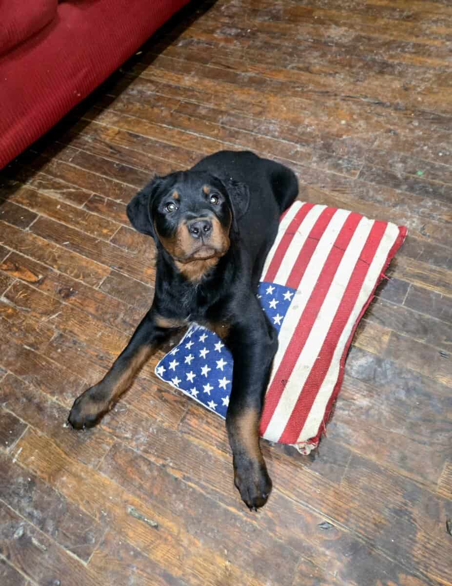 Rottweiler Puppies image 4