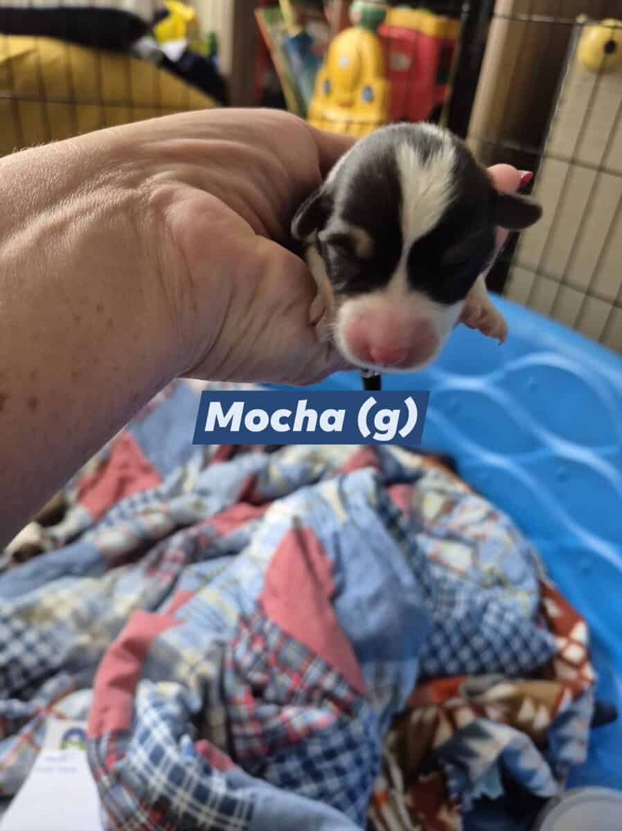 "Mocha" - F- Born 11-22-25 image 2