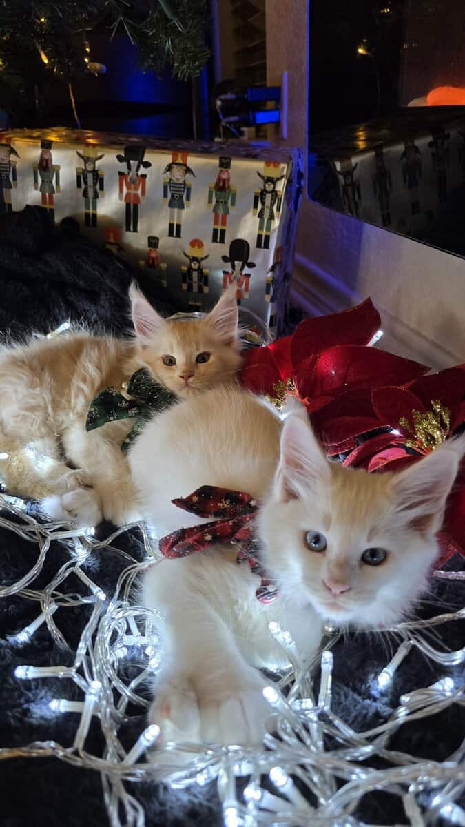 2 Purebred Maine Coon Kittens available image 1