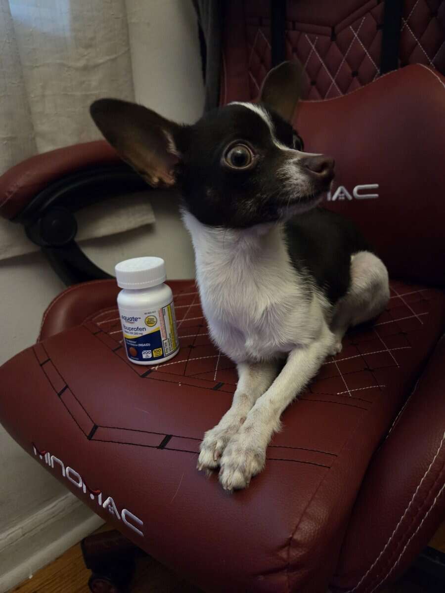 8 month old Chihuahua puppy image 3