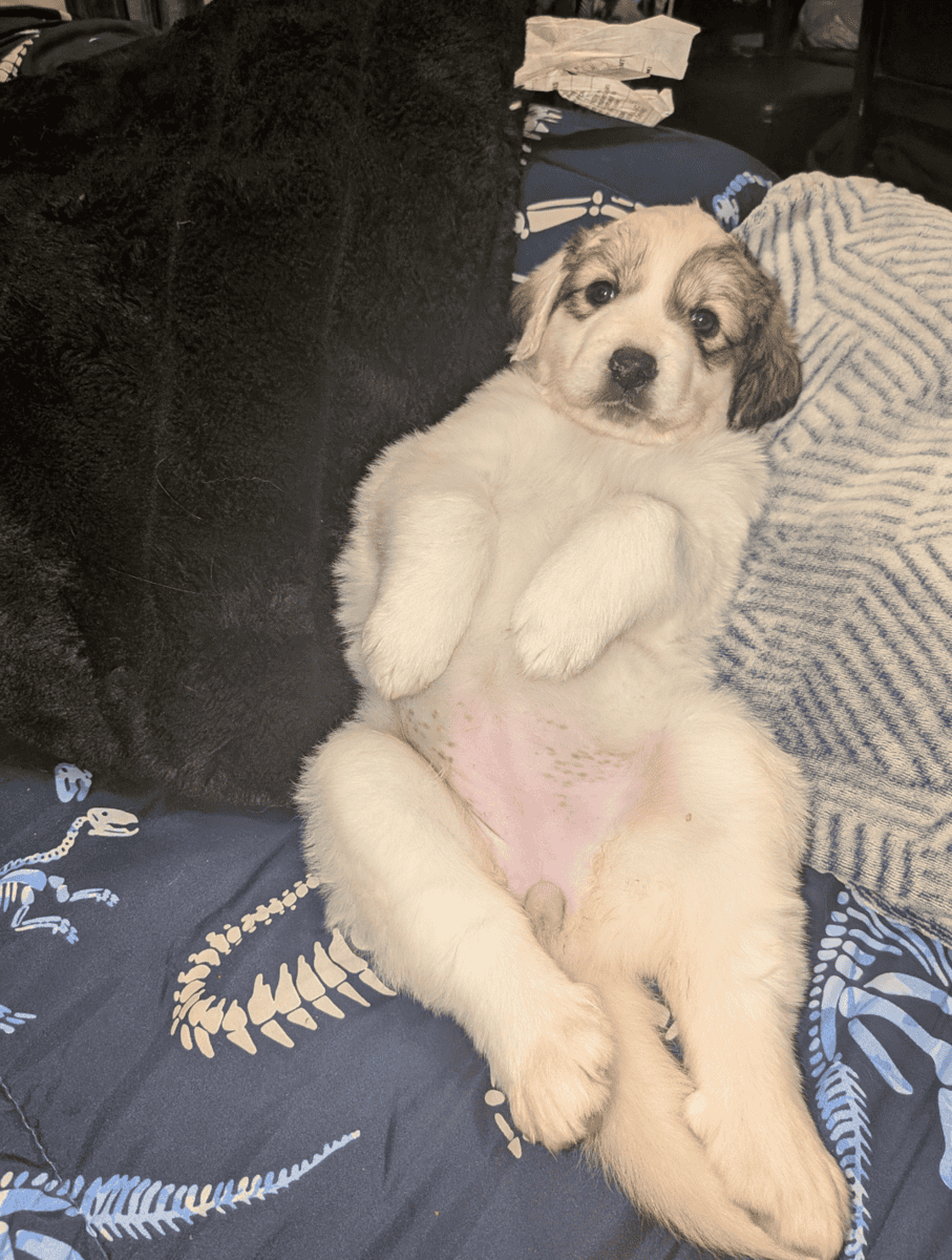 Saint Bernard/ Great Pyrenees puppies for sale. image 3