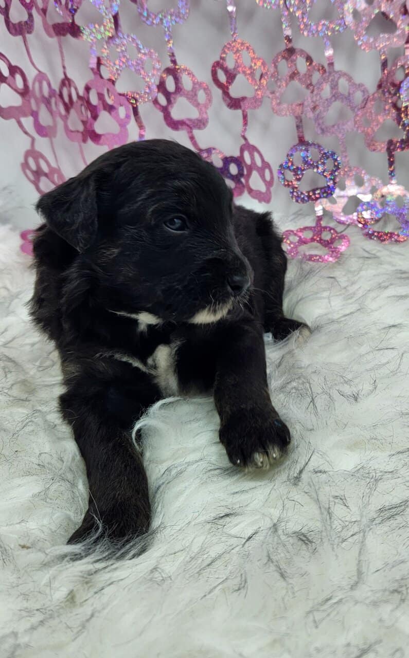 6 Mini Aussidoodles image 15