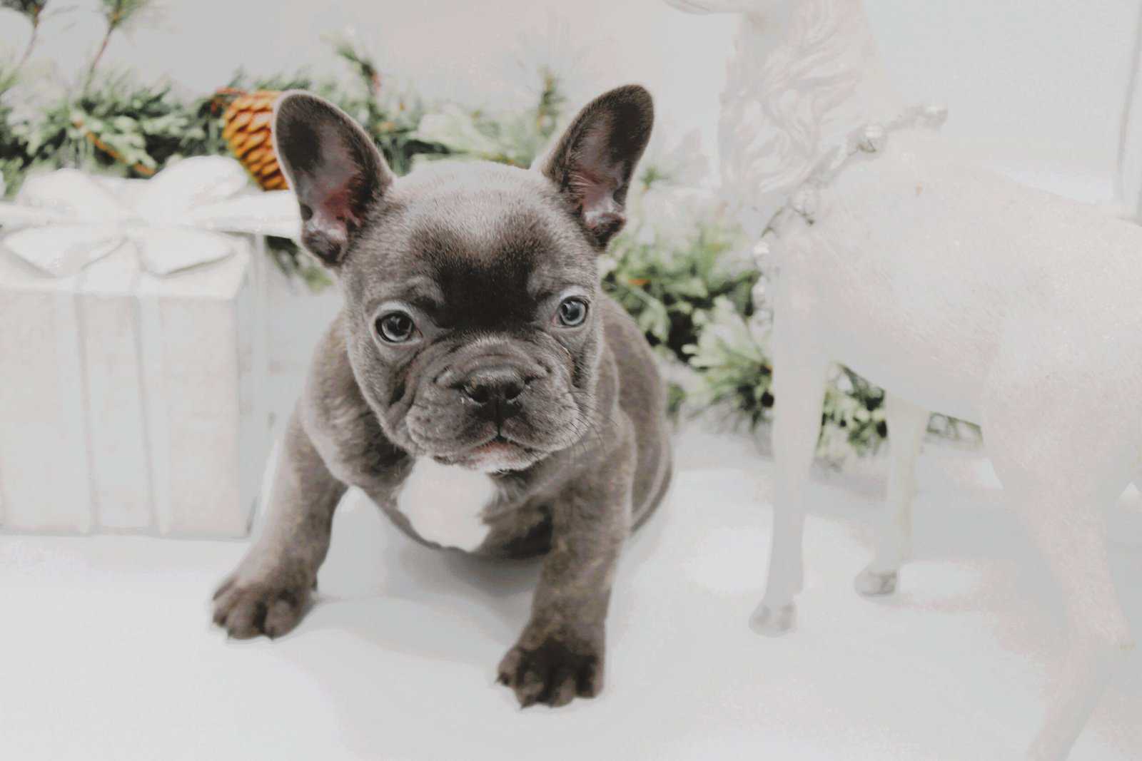 French Bull dog Female image 2