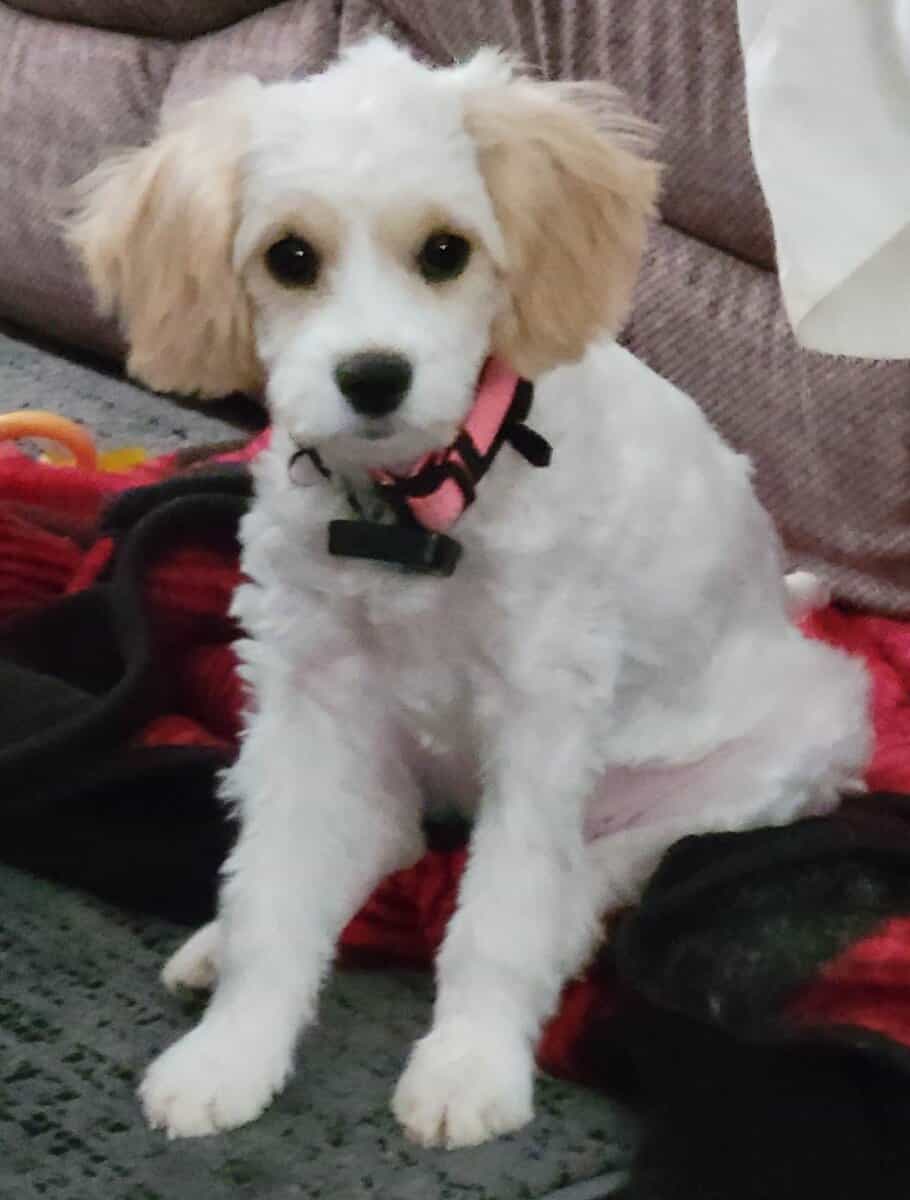 Cavapoochon puppy Jasmine (orange) image 2