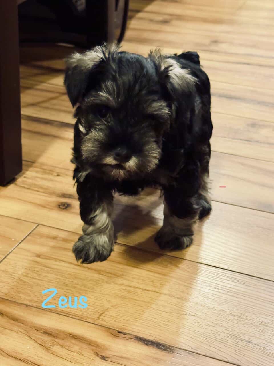 Miniature schnauzers image 2