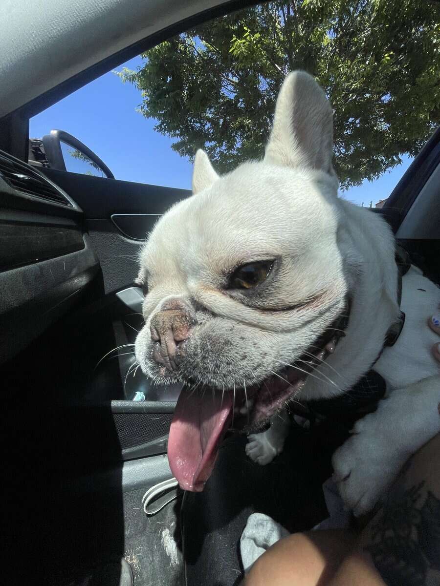 Sweet Purebred Frenchie image 2