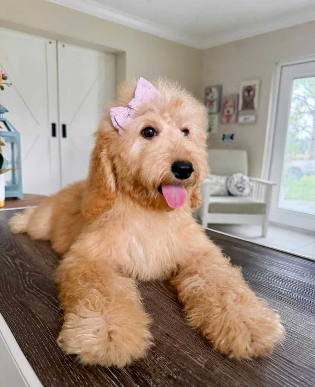 Goldendoodle Puppy image 9
