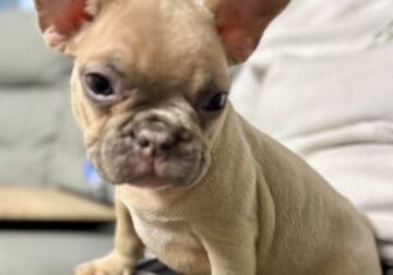 Male fawn French Bulldog