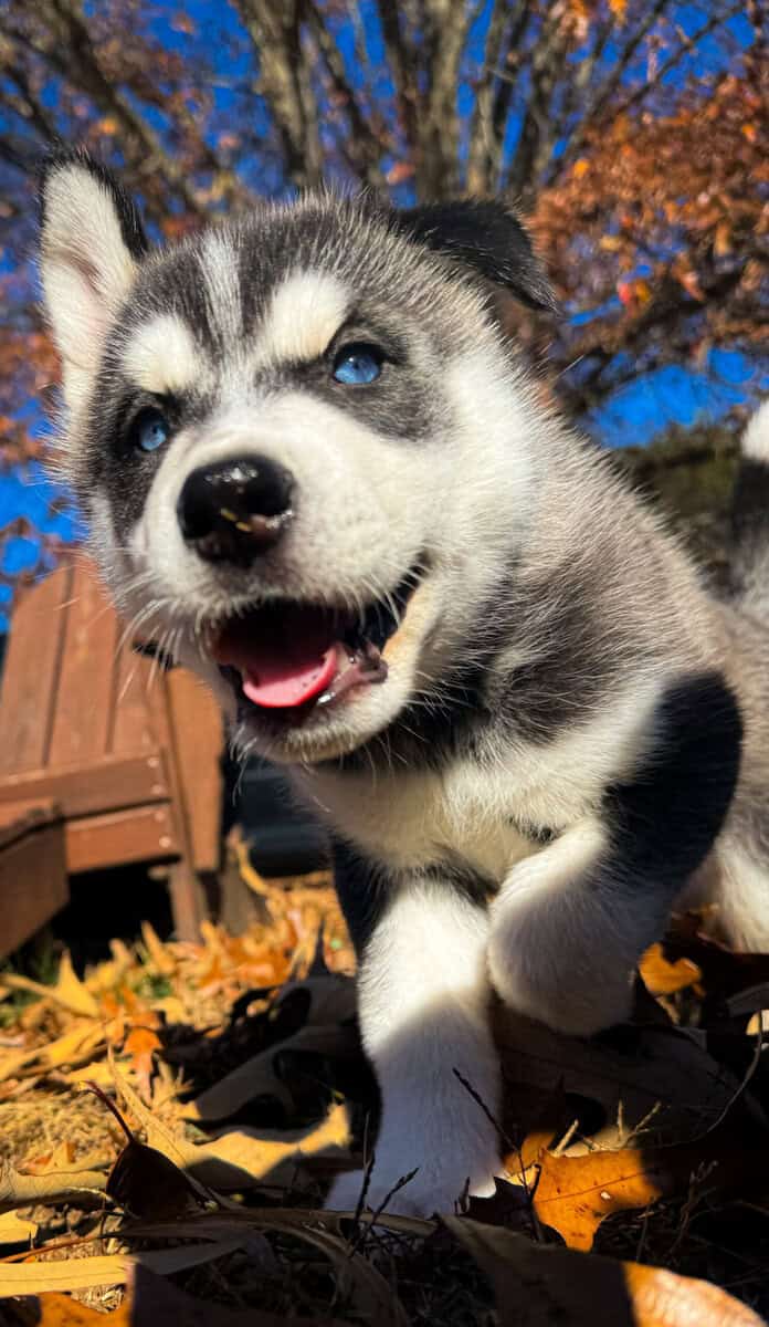 Purebred male Husky image 4