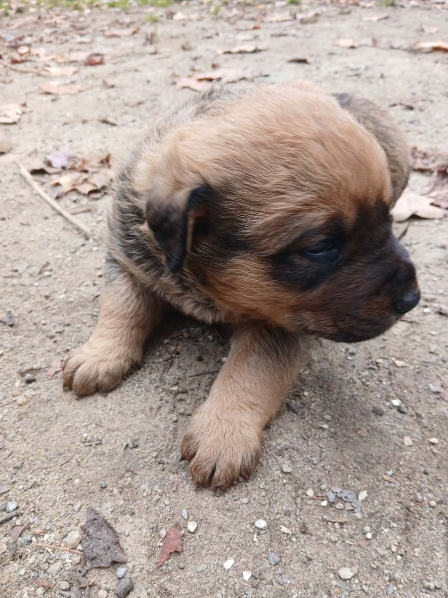 Rottie/Chessie Puppy image 3