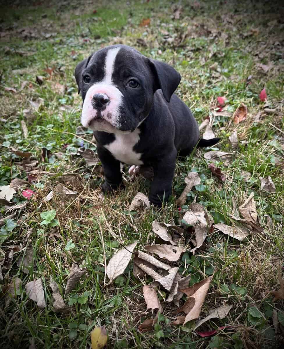 Onyx (Champion Bloodline) image 2