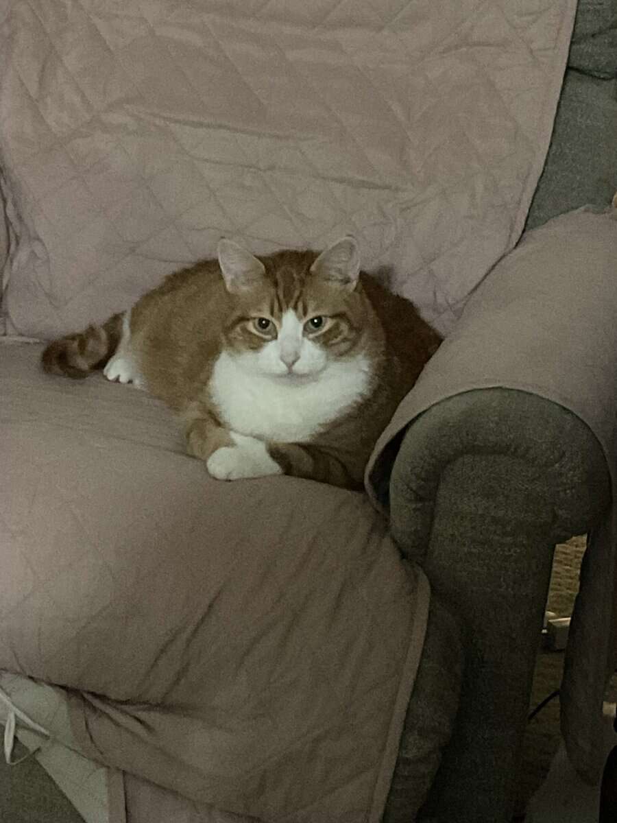 Rehome or foster image 2