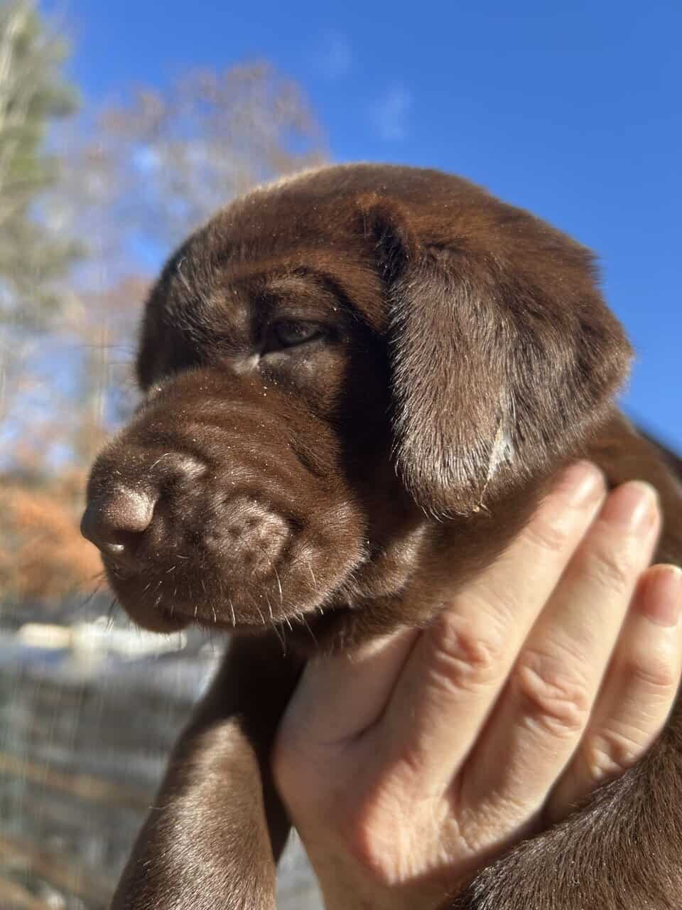 AKC English Labrador Retriever Puppies image 5